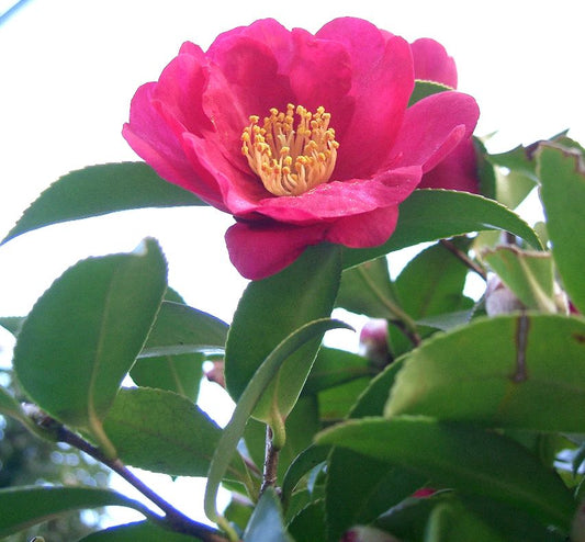 Camellia (Sasanqua) - live plant from Wade Greens