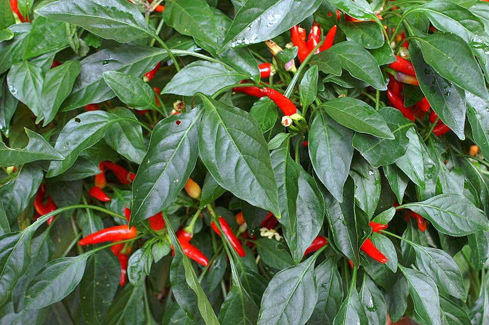 Ornamental Pepper (Capsicum annuum) — live plant from Wade Greens