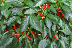 Ornamental Pepper (Capsicum annuum) — live plant from Wade Greens