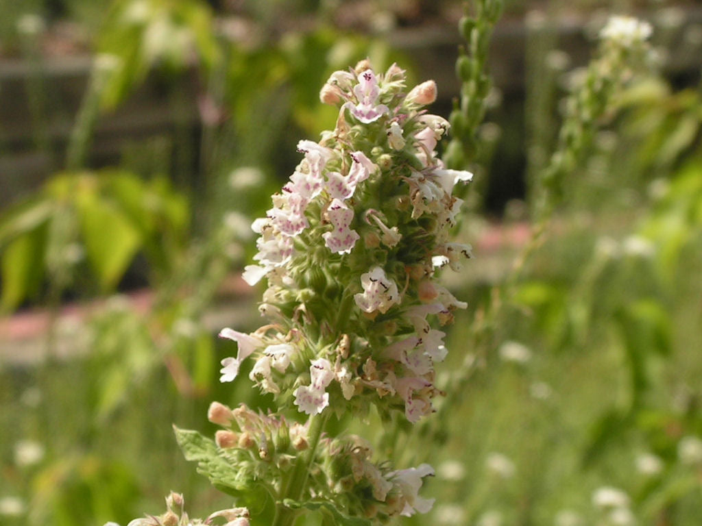 Catnip (Nepeta cataria) live herb plant from Wade Greens