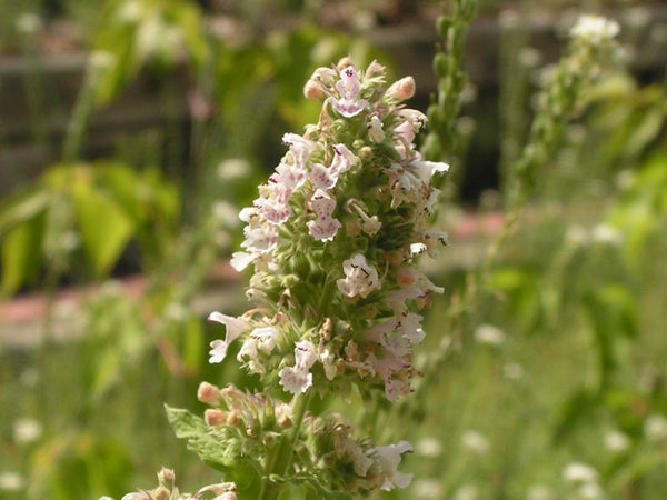 Catnip - Fresh Cut — photo: D. Gordon E. Robertson, CC BY-SA 3.0, via Wikimedia Commons