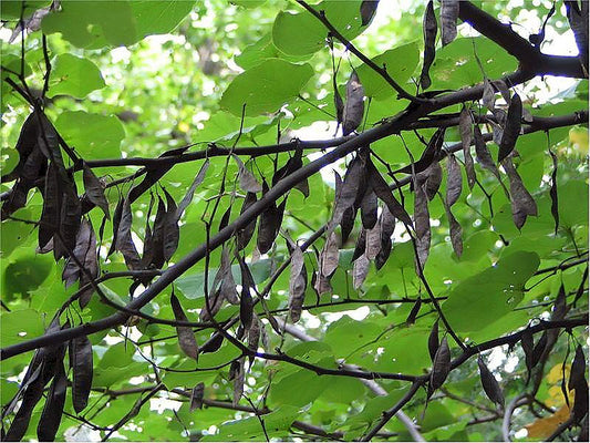 Eastern Redbud Sapling - Wade Greens, Lineville Alabama