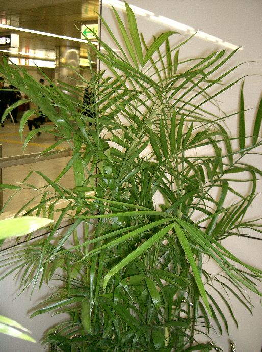 Bamboo Palm - Wade Greens, Lineville Alabama