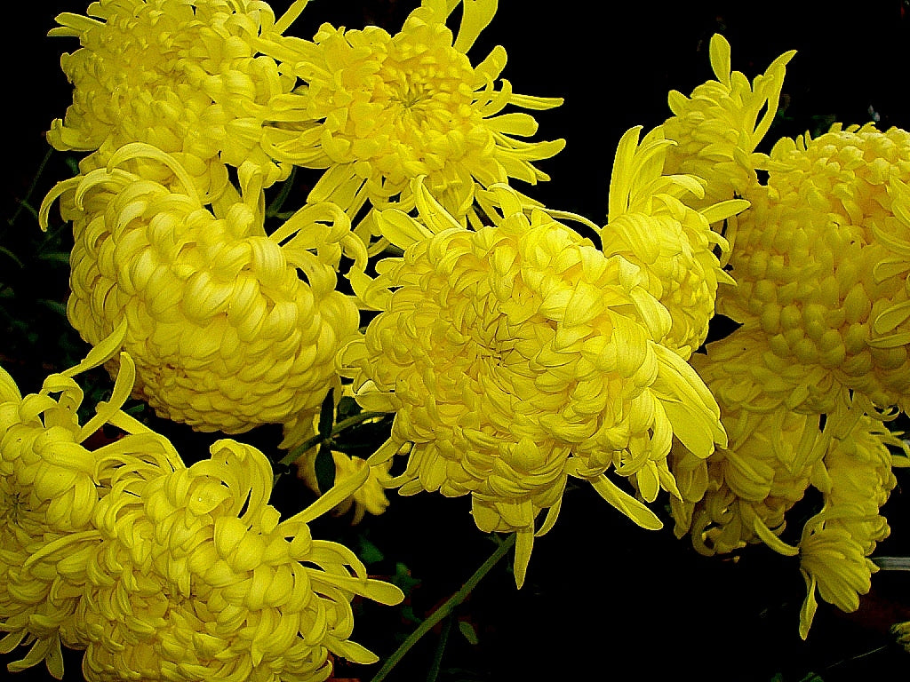 Chrysanthemum Edible Flowers — photo: Aruna at Malayalam Wikipedia, CC BY-SA 3.0, via Wikimedia Commons