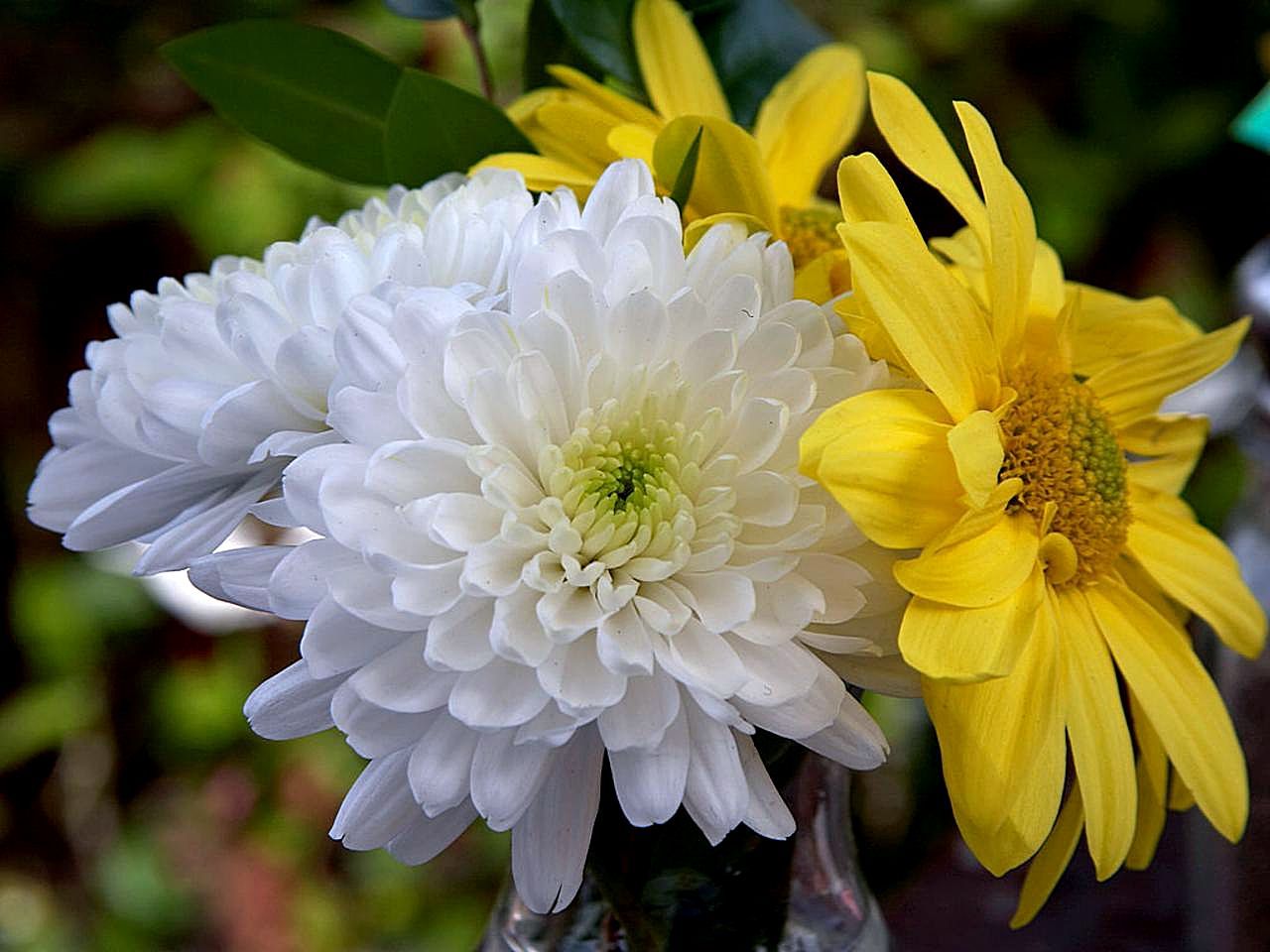Garden Mums (Chrysanthemum) (Chrysanthemum) — live plant from Wade Greens