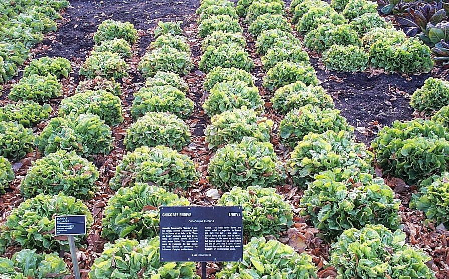 Fresh Endive / Escarole grown in Alabama by Wade Greens