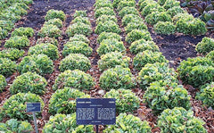 Fresh Endive / Escarole grown in Alabama by Wade Greens