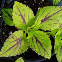 Coleus - Gays Delight