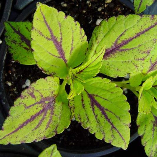 Coleus Gays Delight 4 in pot