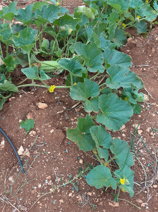 Fresh Cucumbers grown in Alabama by Wade Greens