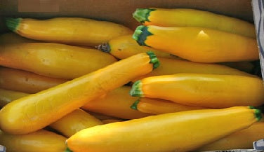 Fresh Zucchini grown in Alabama by Wade Greens