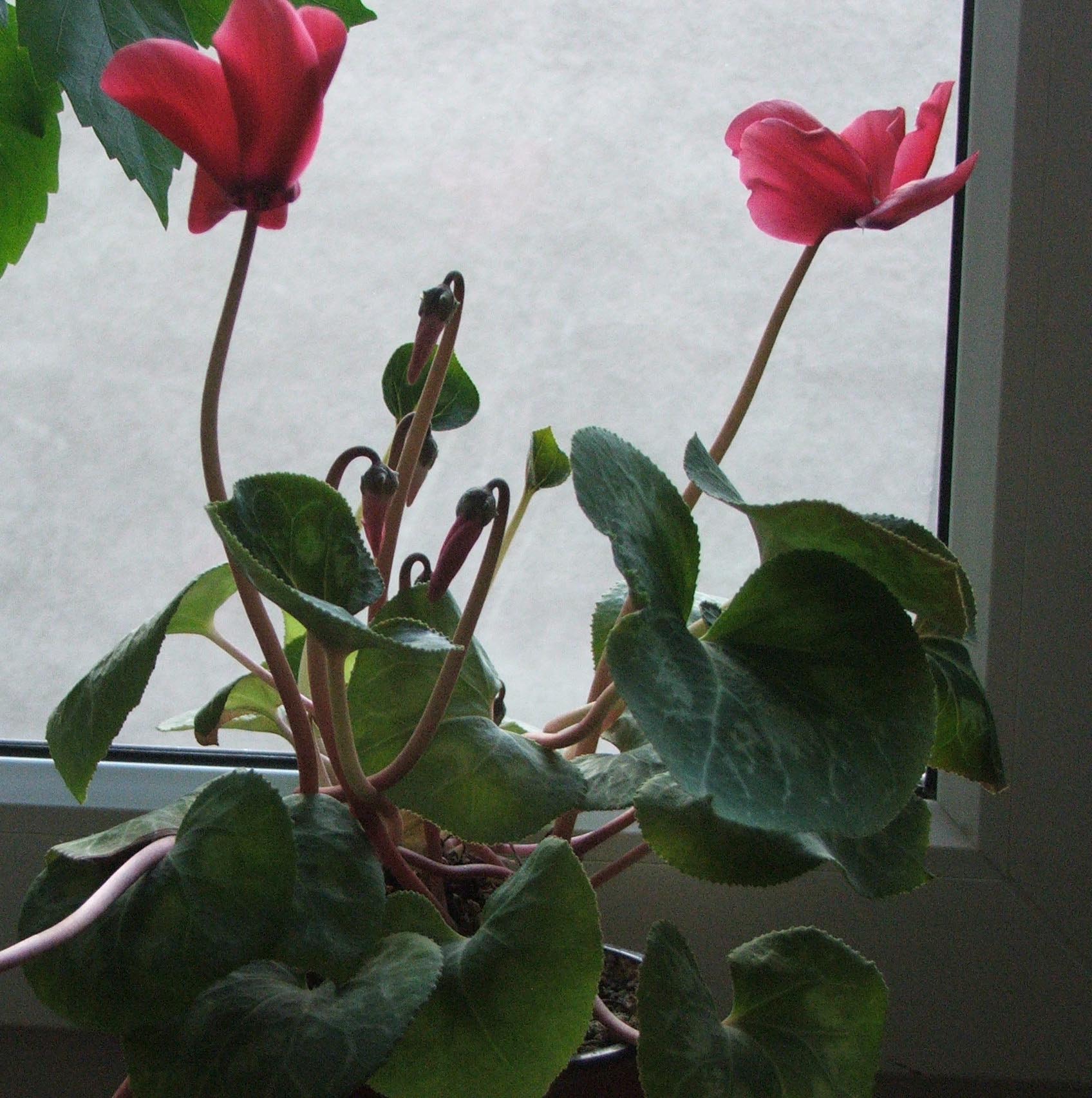 Cyclamen (Cyclamen persicum) — live plant from Wade Greens