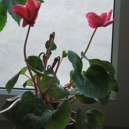 Cyclamen - Live Flowering Plant