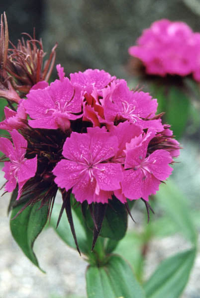 Garden Dianthus (Dianthus) — live plant from Wade Greens