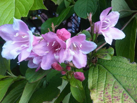 Weigela Shrub — photo: Emőke Dénes, CC BY-SA 4.0, via Wikimedia Commons