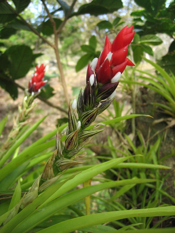 Bromeliad Live Plant — photo: Wikimedia Commons contributor, CC BY-SA 3.0, via Wikimedia Commons