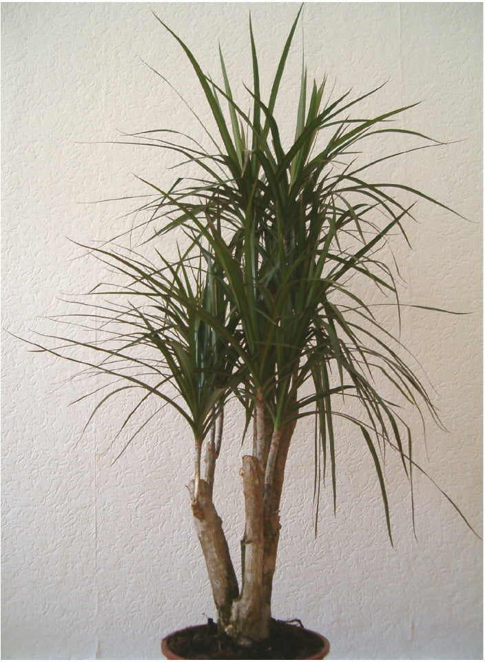 Dracaena (Dracaena) — live plant from Wade Greens