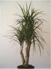 Dracaena (Dracaena) — live plant from Wade Greens