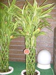 Lucky Bamboo (Dracaena sanderiana) — live plant from Wade Greens