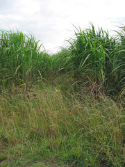 Ornamental Grass (assorted) — live plant from Wade Greens