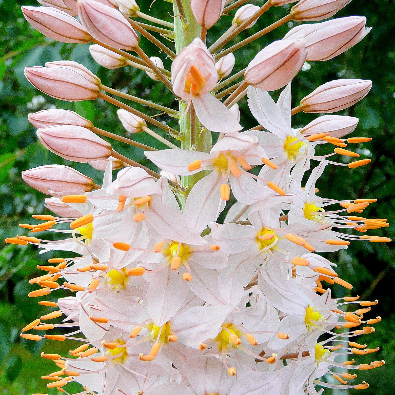 Eremurus — Wade Greens, Lineville Alabama