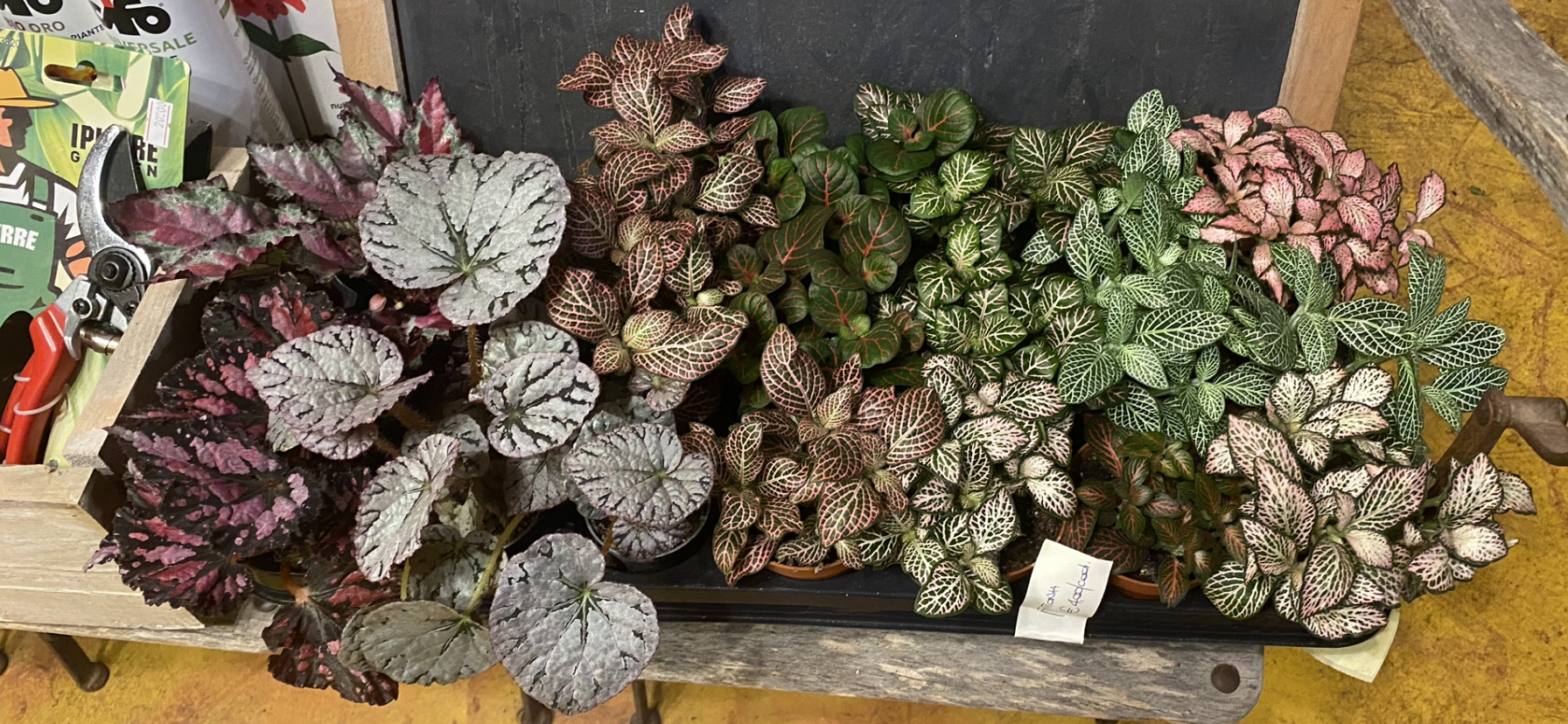 Nerve Plant — Wade Greens, Lineville Alabama