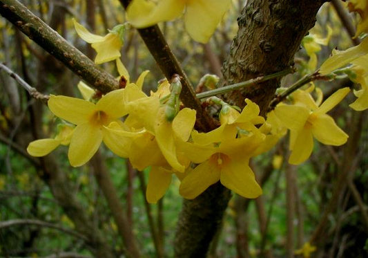 Forsythia Bare-Root Starter Shrub (Forsythia) - live plant from Wade Greens