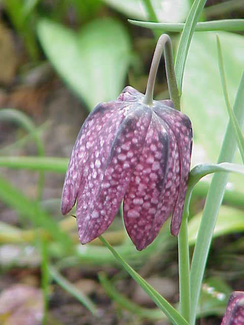 Fritillaria Bulbs (Fritillaria) — live plant from Wade Greens