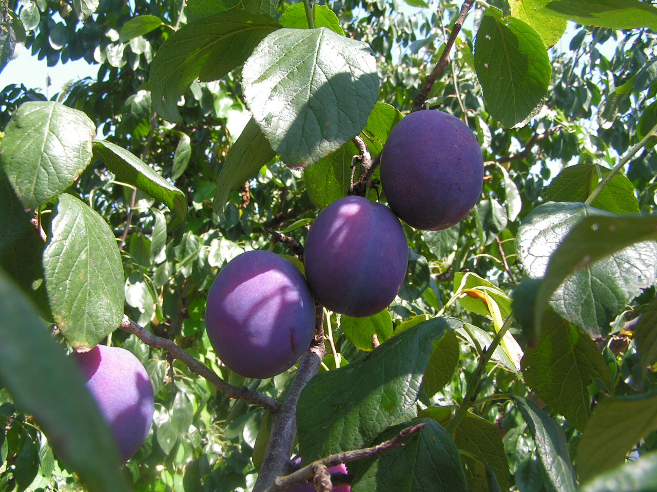 Plum Tree Sapling (Prunus) — live plant from Wade Greens