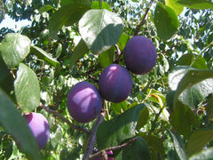 Plum Tree Sapling (Prunus) — live plant from Wade Greens