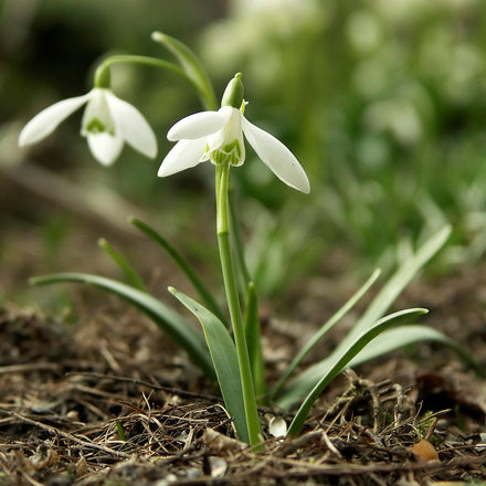 Snowdrop (Galanthus) Bulbs