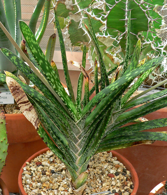 Gasteria - Wade Greens, Lineville Alabama
