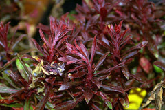 Gaura (Whirling Butterflies) (Oenothera lindheimeri) — live plant from Wade Greens