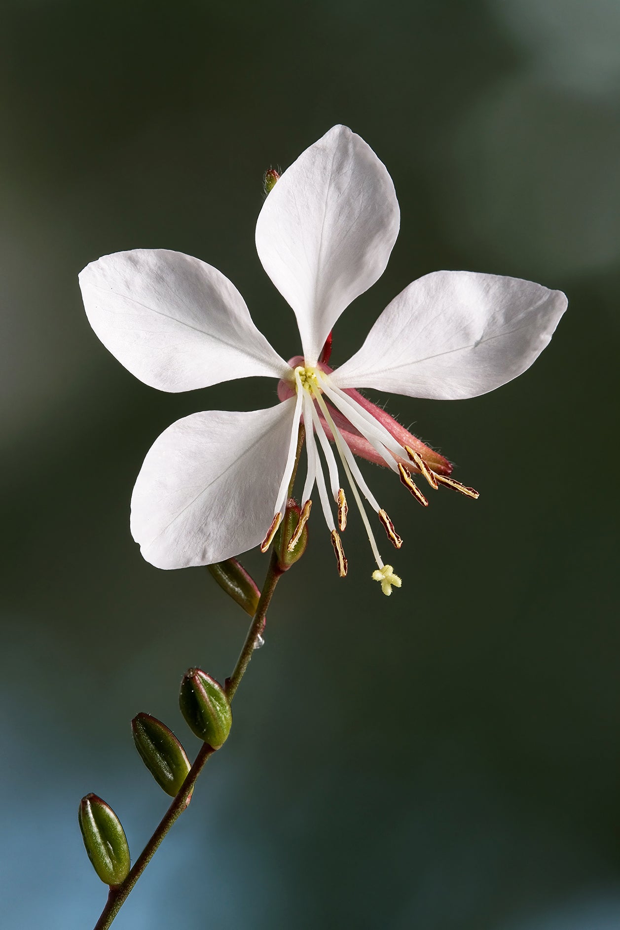 Gaura (Whirling Butterflies) (Oenothera lindheimeri) — live plant from Wade Greens