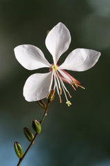 Gaura (Whirling Butterflies) (Oenothera lindheimeri) — live plant from Wade Greens