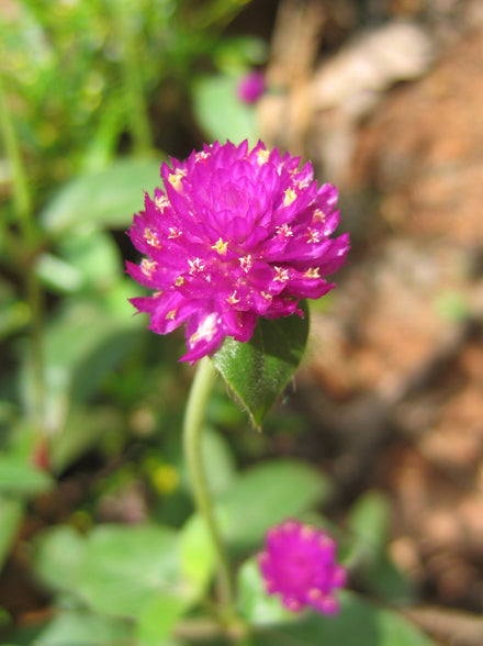 Gomphrena (Globe Amaranth) - Live Plant