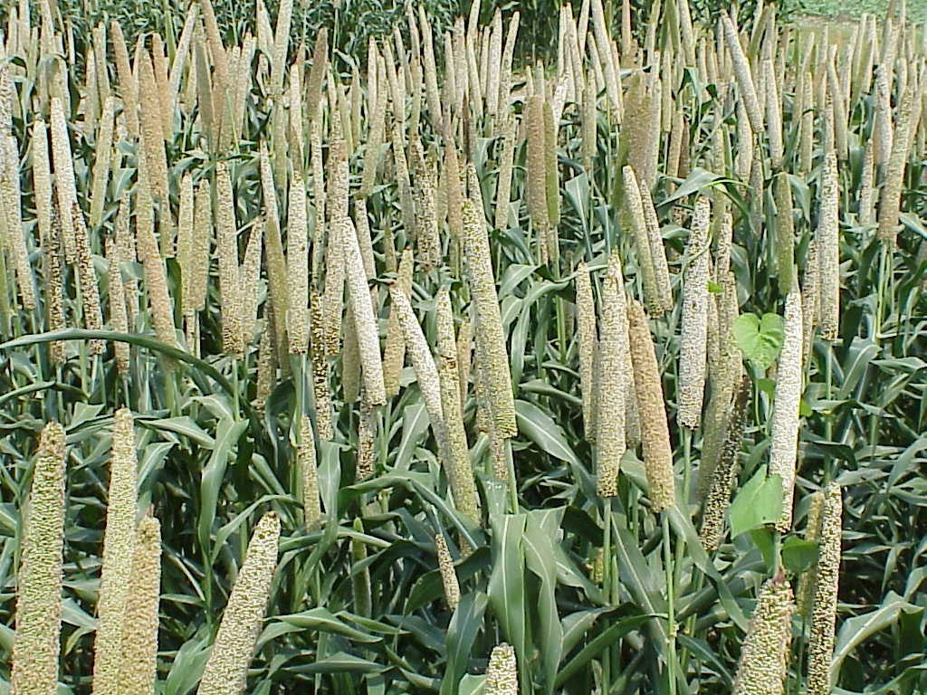 Ornamental Millet (Pennisetum glaucum) — live plant from Wade Greens