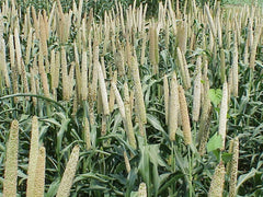 Ornamental Millet (Pennisetum glaucum) — live plant from Wade Greens