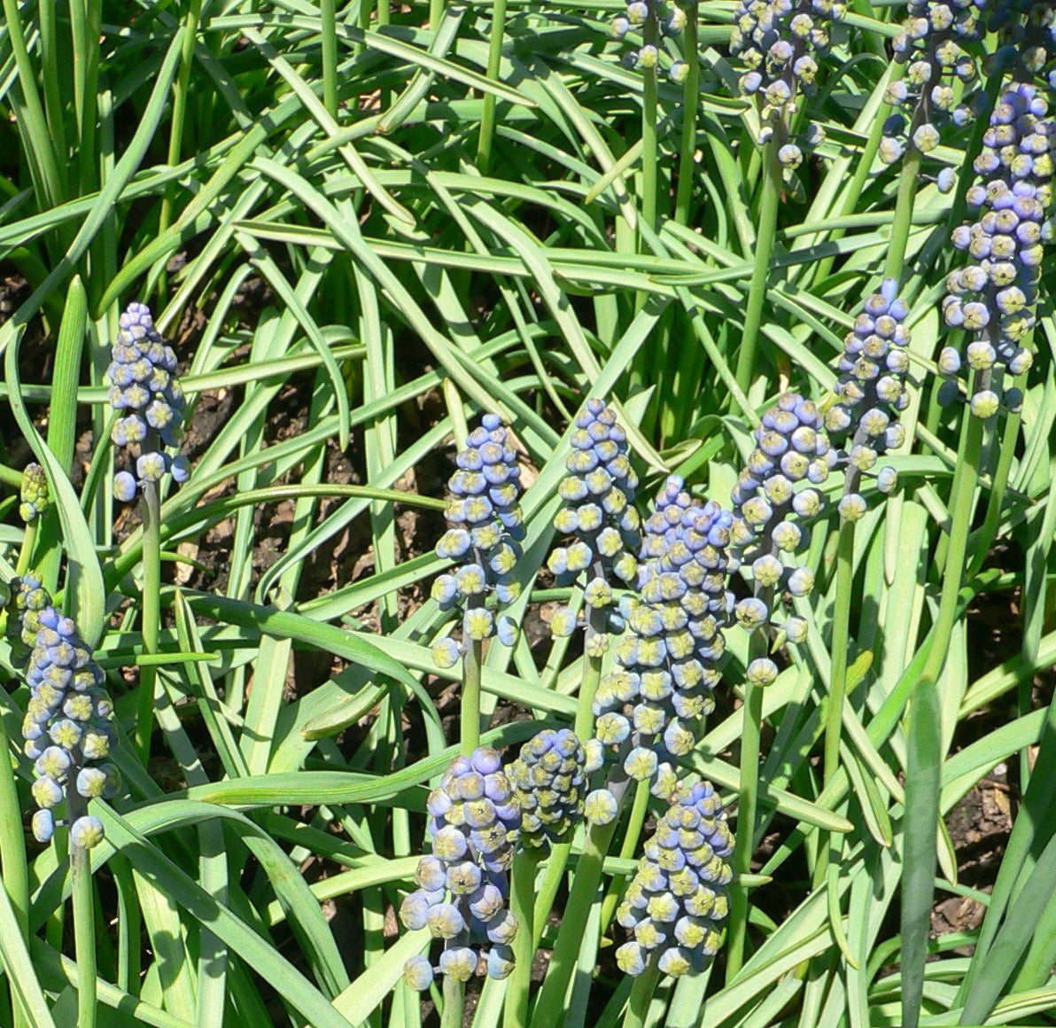 Muscari (Grape Hyacinth) Bulbs (Muscari) — live plant from Wade Greens