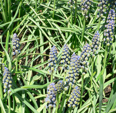 Muscari (Grape Hyacinth) Bulbs (Muscari) — live plant from Wade Greens