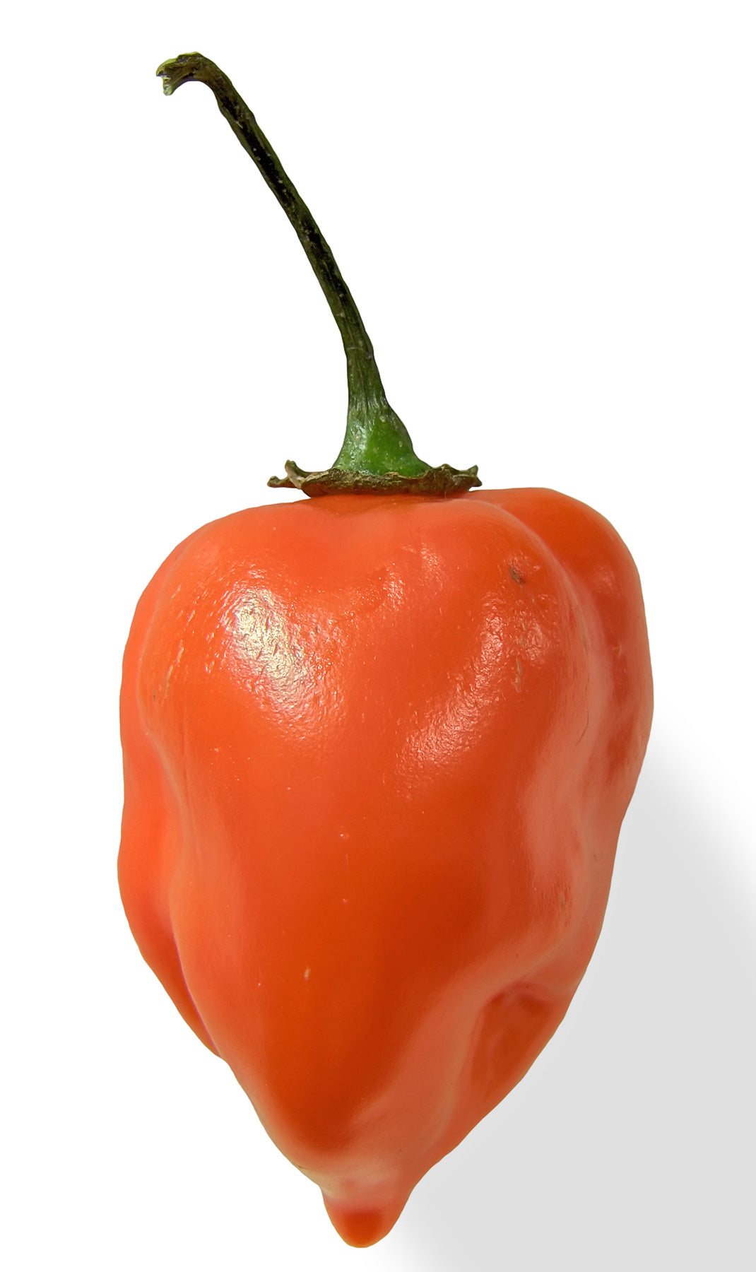 Habaneros - Wade Greens, Lineville Alabama