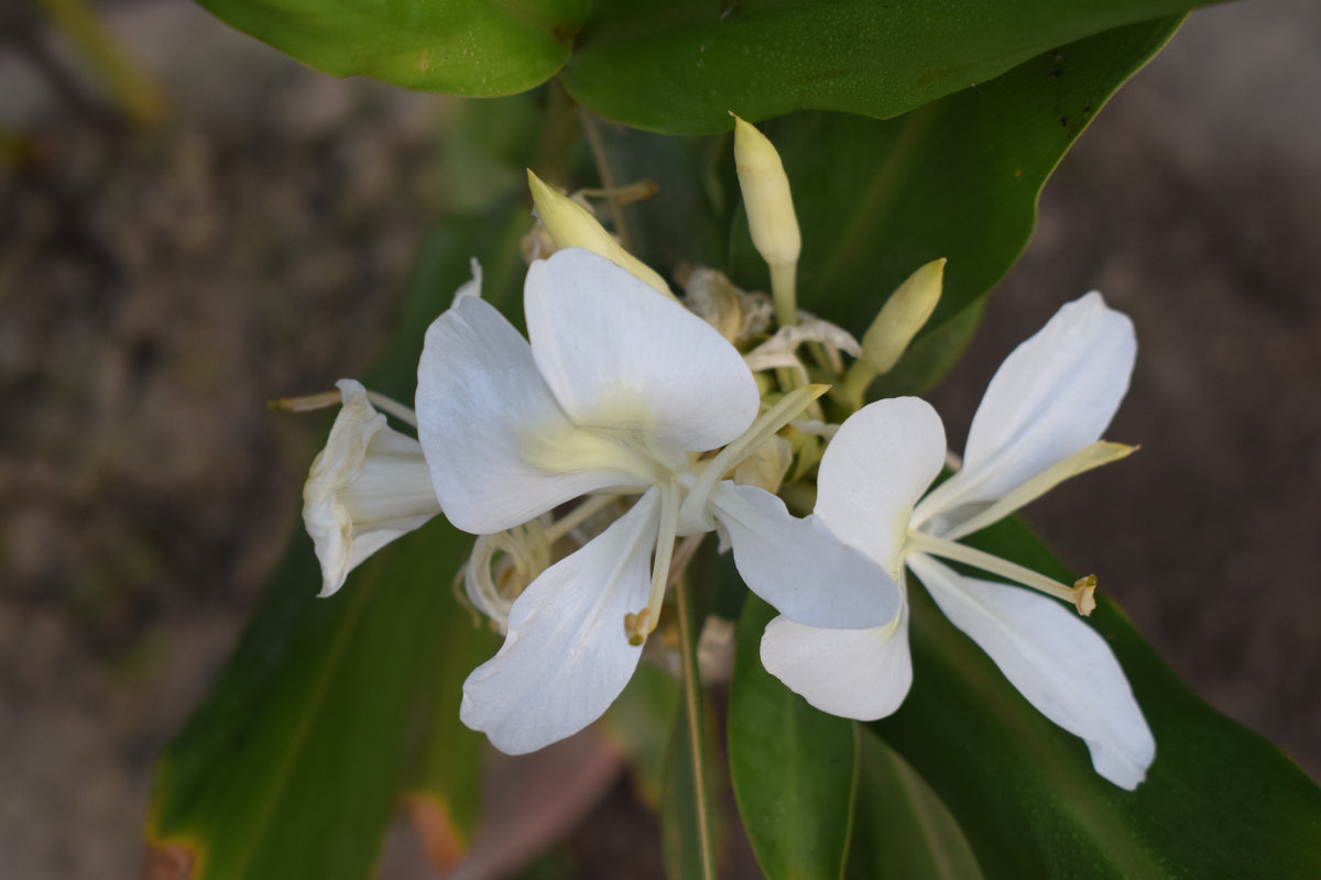 Butterfly Ginger Lily (Hedychium coronarium) - photo by Dolon Prova, CC BY-SA 4.0, via Wikimedia Commons