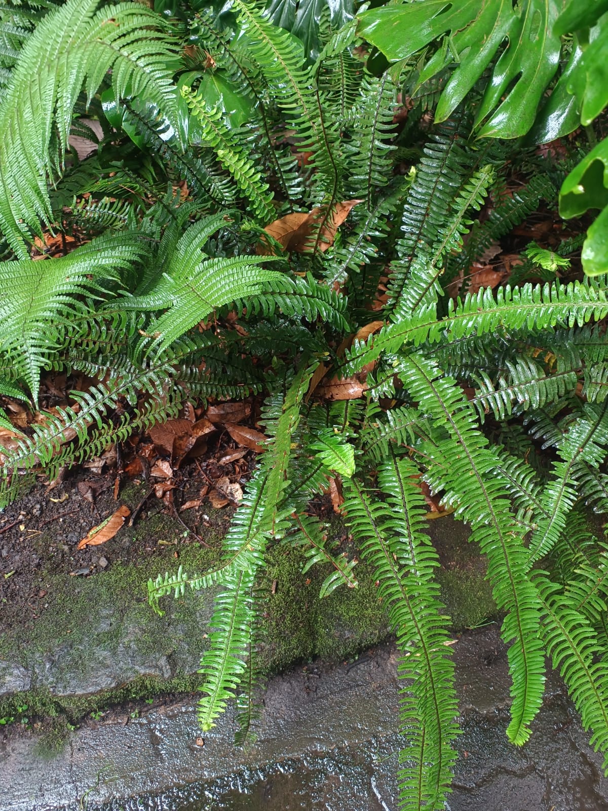 Boston Fern — Wade Greens, Lineville Alabama