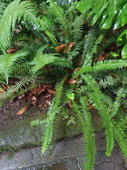 Boston Fern — Wade Greens, Lineville Alabama