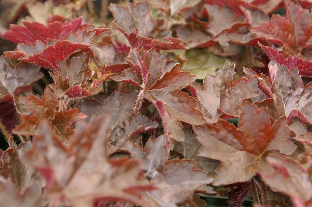 Heuchera (Coral Bells) (Heuchera) — live plant from Wade Greens