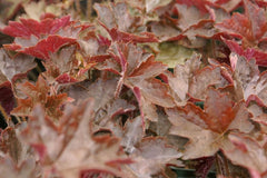 Heuchera (Coral Bells) (Heuchera) — live plant from Wade Greens
