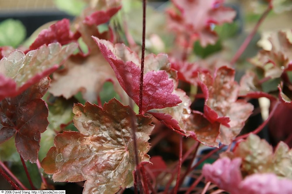 Heuchera (Coral Bells) (Heuchera) — live plant from Wade Greens