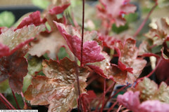 Heuchera (Coral Bells) (Heuchera) — live plant from Wade Greens