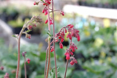 Heuchera (Coral Bells) (Heuchera) — live plant from Wade Greens