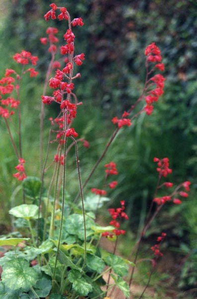 Heuchera (Coral Bells) (Heuchera) — live plant from Wade Greens